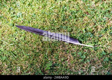 black bird feather lying on green grass Stock Photo