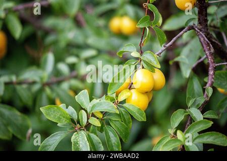 Yellow plum berries strap on green tree leaves Stock Photo