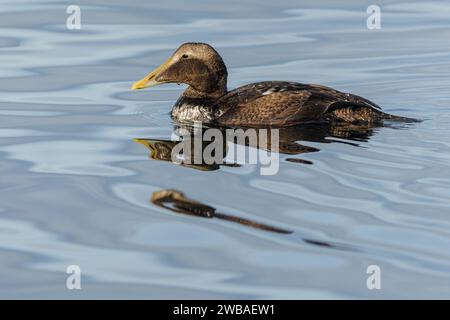 A young male of the common eider, a brown water bird with yellow beak swimming in blue water. Sunny day by a lake. Stock Photo