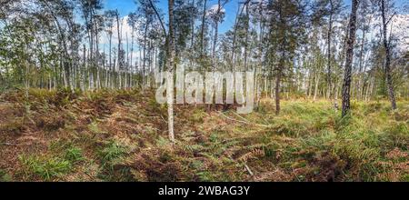 Panoramic image of a birch forest with ferns on the ground and a blue sky in the background during the day Stock Photo