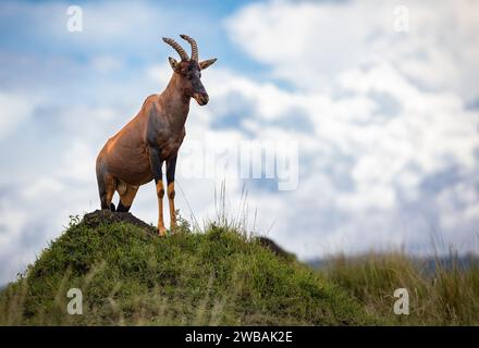 A majestic deer stands atop a grassy hill overlooking a cloudy sky. Stock Photo