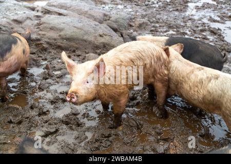 A pig standing in mud Stock Photo