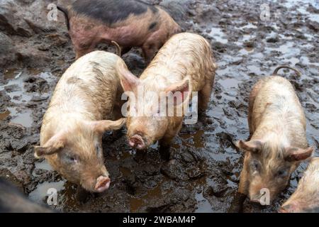 Pigs standing in mud Stock Photo