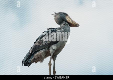 A close-up of a shoebill (Balaeniceps rex), also known as the whale-headed stork, and shoe-billed stork which is a large long-legged wading bird Stock Photo