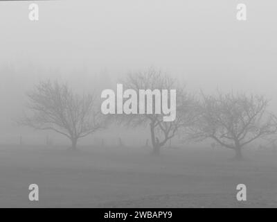 A black and white metal print featuring a picturesque countryside scene of several trees surrounded by fog in a rural farm atmosphere during the night Stock Photo
