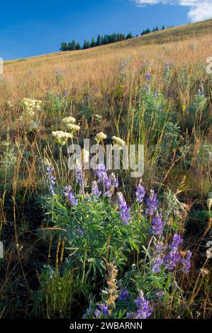 Grassland with lupine at Priest Pass, Continental Divide National Scenic Trail (CDT),  Helena National Forest, Montana Stock Photo