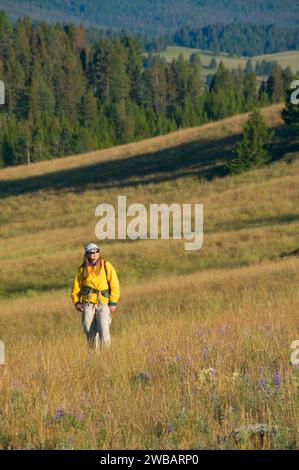 Grassland at Priest Pass, Continental Divide National Scenic Trail (CDT),  Helena National Forest, Montana Stock Photo