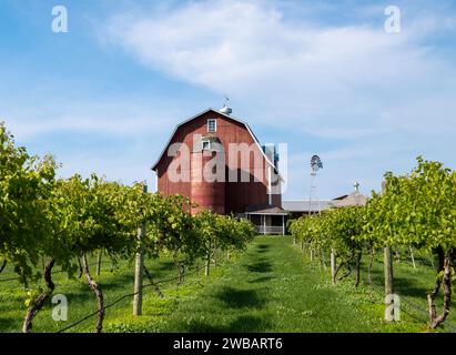 Beautiful shot of rows of green grape plants and a red barn and silo on a farm on a sunny day. Stock Photo