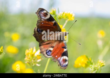 A beautiful butterfly sitting on a yellow flower, a European butterfly peacock, Aglais io Stock Photo