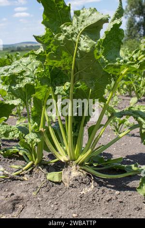 A close-up of beets in the field grows in the field of agricultural land Stock Photo