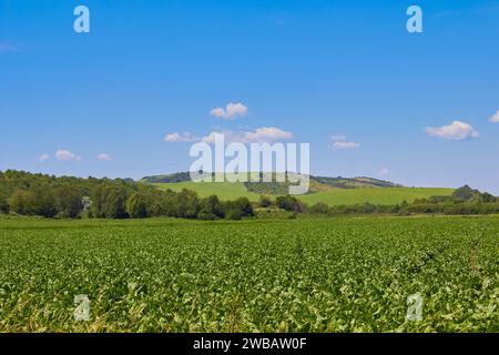 growing sugar beet in field in summer beautiful landscape Stock Photo