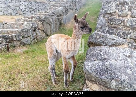 A young llama juvenile (cria) on a terrace at Machu Picchu in Peru Stock Photo