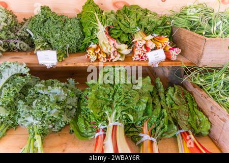 Close up of greens including swiss chard in an organic greenhouse. Stock Photo