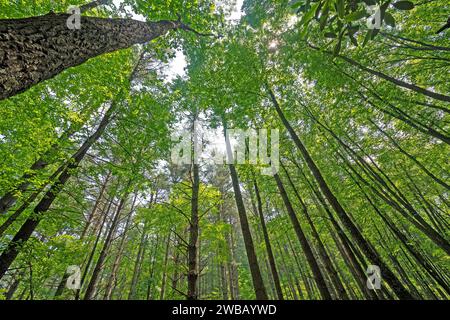 Under a Majestic Forest Canopy in the Blue Ridge Parkway in Virginia Stock Photo