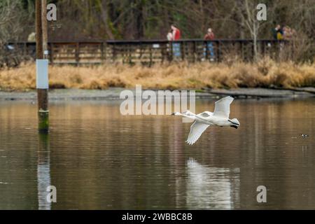 A couple of Trumpeter swans (Cygnus buccinator) landing on the water of Lake Washington at Juanita Bay Park, Kirkland, Washington State, USA. Stock Photo