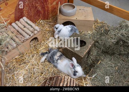 Two motley rabbits lying on the straw near a wooden house. View from above. Stock Photo