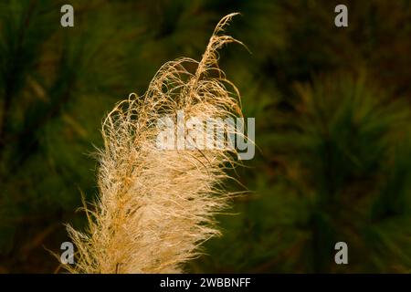 top of pampas grass blowing in the winter wind Stock Photo