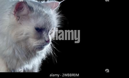 portrait of a Persian crossbreed cat indoors on a dark background Stock Photo