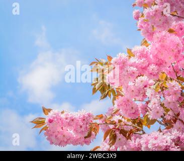 Branches of pink sakura against the sky Stock Photo