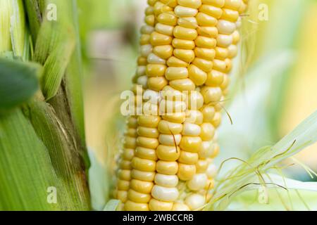 Close-up corn cobs in corn plantation field. corn close-up grows in a field. Stock Photo