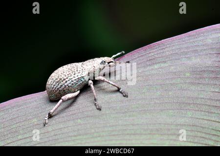 Close-up of a weevil ibug crawling on a leaf Stock Photo