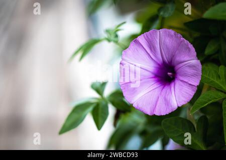 A Close Up Look of Ipomoea Cairica Flower Stock Photo