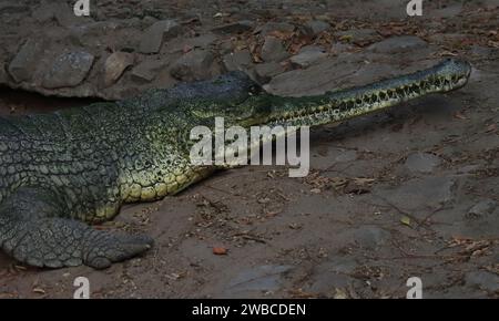 narrow snouted fish-eating crocodile or gharial (gavialis gangeticus) also known as gavial, is a endangered species and endemic to northern india Stock Photo