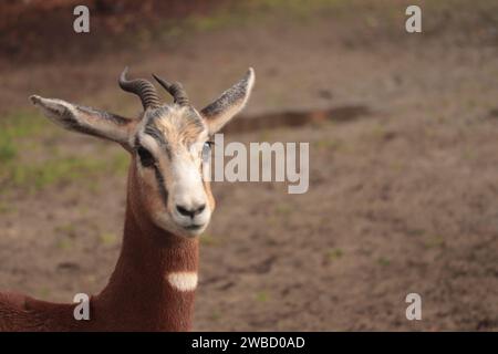 The Nanger dama, african gazelle lives in Africa in the Sahara desert and the Sahel, portrait close up shoot Stock Photo