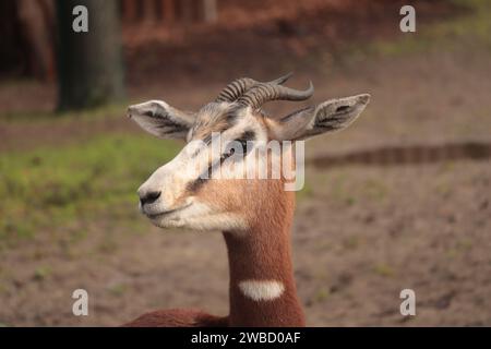 The Nanger dama, african gazelle lives in Africa in the Sahara desert and the Sahel, portrait close up shoot Stock Photo