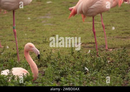 group of american pink flamingo birds, type of wading bird in the family Phoenicopteridae Stock Photo