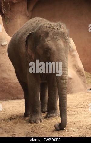 Close up shoot portrait of elephant Stock Photo