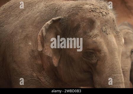 Close up shoot portrait of elephant Stock Photo