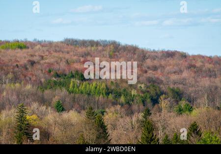 Forest Overlook at Sugar Grove, Pennsylvania, USA Stock Photo