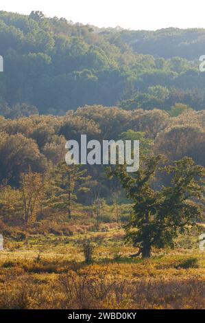 Forest Overlook at Sugar Grove, Pennsylvania, USA Stock Photo