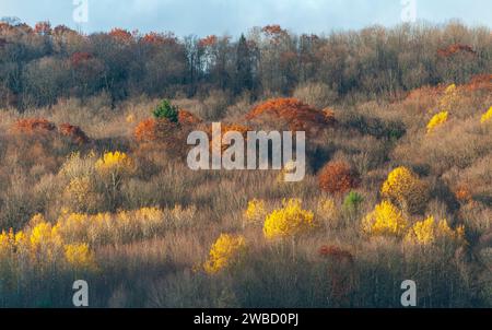 Forest Overlook at Sugar Grove, Pennsylvania, USA Stock Photo