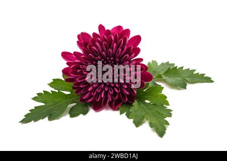 Chrysanthemum flower  isolated on white background Stock Photo