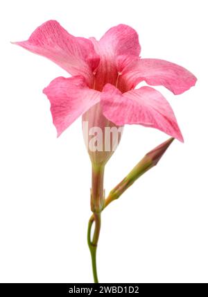 Pink mandevilla flower isolated on white background Stock Photo