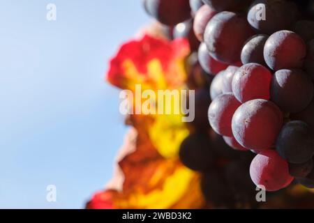 Closeup of sunlit, ripe grapes in early autumn in red, blue, orange and yellow colors against a blue sky. Image with selective focus and copy space. Stock Photo