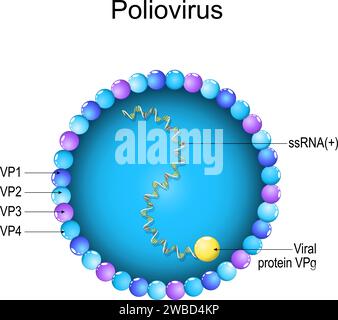 Poliovirus structure. Close-up of a Virion anatomy. magnified of virus that caused of polio, poliomyelitis. Vector diagram Stock Vector