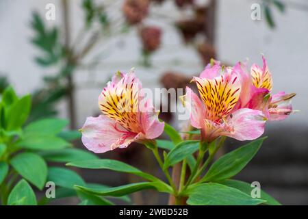 Peruvian Lily flowers in garden Stock Photo