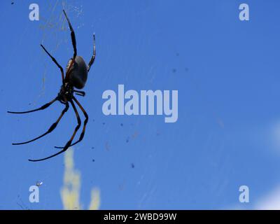 Trichonephila inaurata spider on its spiderweb in Reunion.  Orb weaver spider and blue sky with copy space. Stock Photo