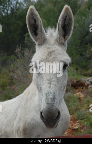 Cute white donkey, portrait looking at camera Stock Photo