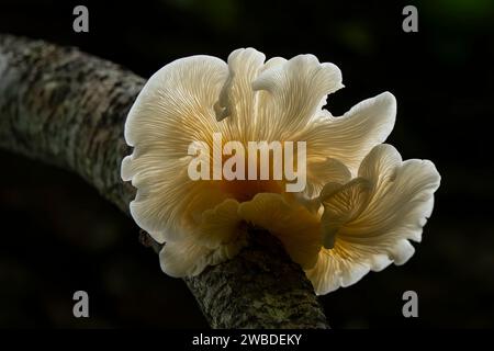 A closeup of an oyster mushroom on a tree log Stock Photo