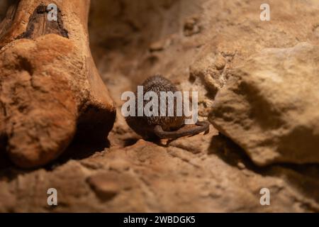 Small mouse among rocks, close-up in natural habitat. Stock Photo