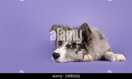 Adorable blue merle Border Collie dog puppy, laying down side ways with face down. Looking towards camera with brownish eyes and heart shaped black no Stock Photo