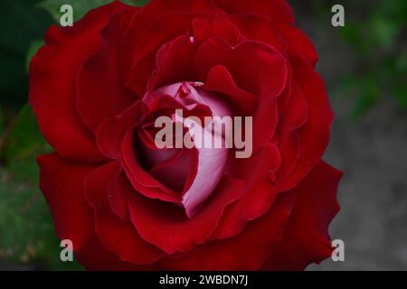 Red rose in moody garden, petals, red flower, macro, fresh, bud, blossoms, blooming, fragrant flowery aroma. Stock Photo