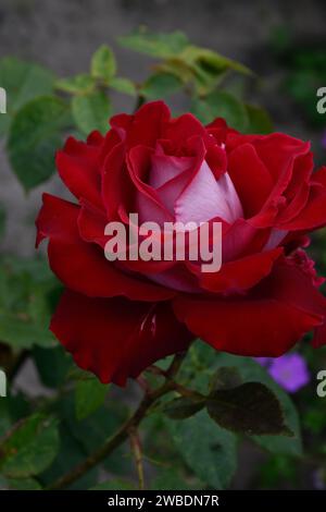 Red rose in moody garden, petals, red flower, macro, fresh, bud, blossoms, blooming, fragrant flowery aroma, green leaves. Stock Photo