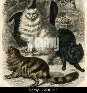 Original Hand Colored Engraving of Cats - Domestic cats decorative engraving by Edouard TRAVIES - fashion Angora cat- Wild cats