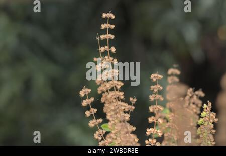 Holy Basil or Tulsi, medicinal holy plant of India. Stock Photo