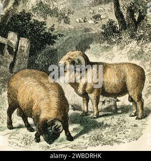 Merino sheep (rams) with magnificent spiral horns - ewes have straight horns or no horns.  Square detail of coloured engraving from the 1866 edition of Cassell’s Popular Natural History, published by Cassell, Petter and Galpin.  From a drawing by British artist W. H. Freeman. Stock Photo